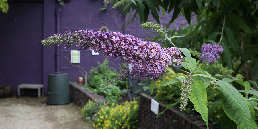 De tuin van het EcoHuis De tuin van het EcoHuis